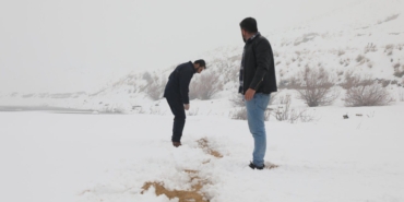 sokak hayvanları3