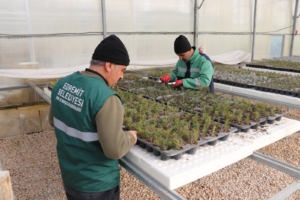 tıbbi aromatik bilgi