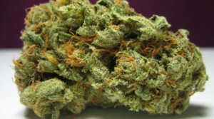 skunk